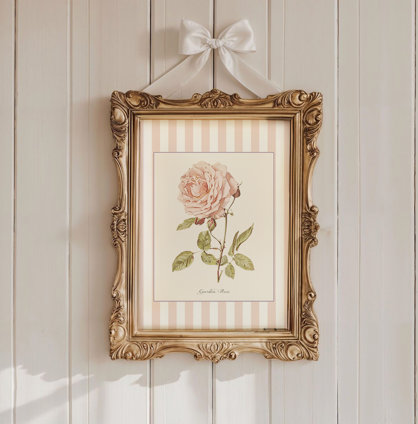 Pastel Pink White Striped Garden Rose Watercolor Print, Botanical Illustration Cottage Garden Artwork