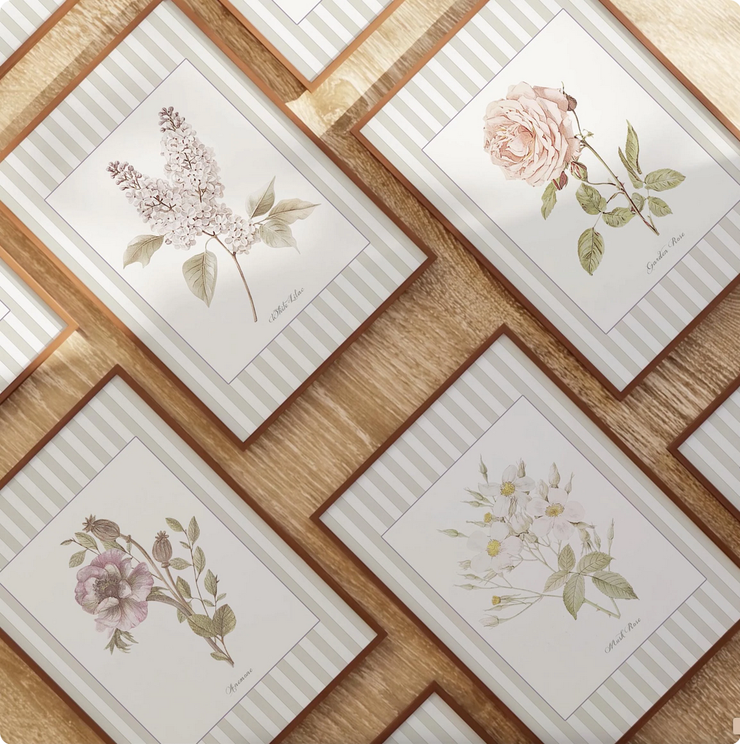 La Rose Musquee Watercolor Print on Striped Background