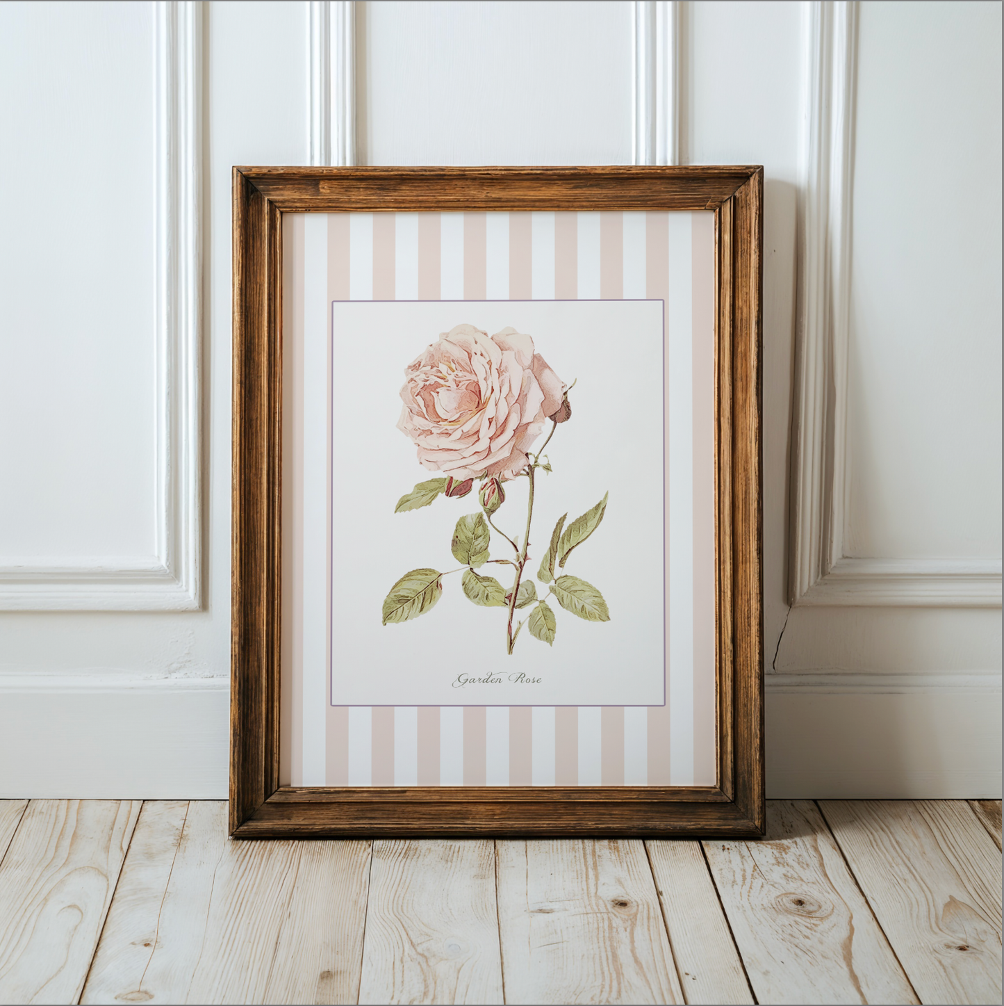 Pastel Pink White Striped Garden Rose Watercolor Print, Botanical Illustration Cottage Garden Artwork