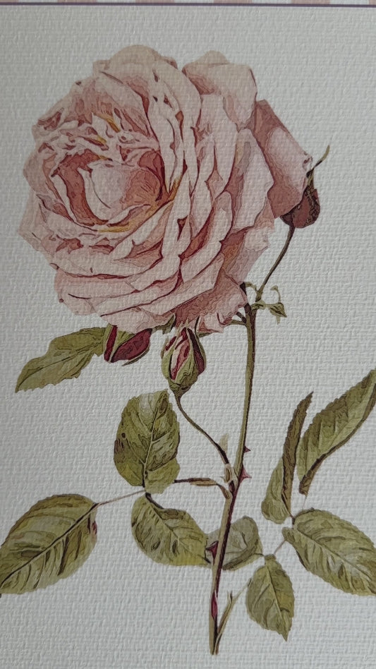 Pastel Pink White Striped Garden Rose Watercolor Print, Botanical Illustration Cottage Garden Artwork